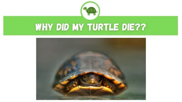 Why Did My Turtle Die?
