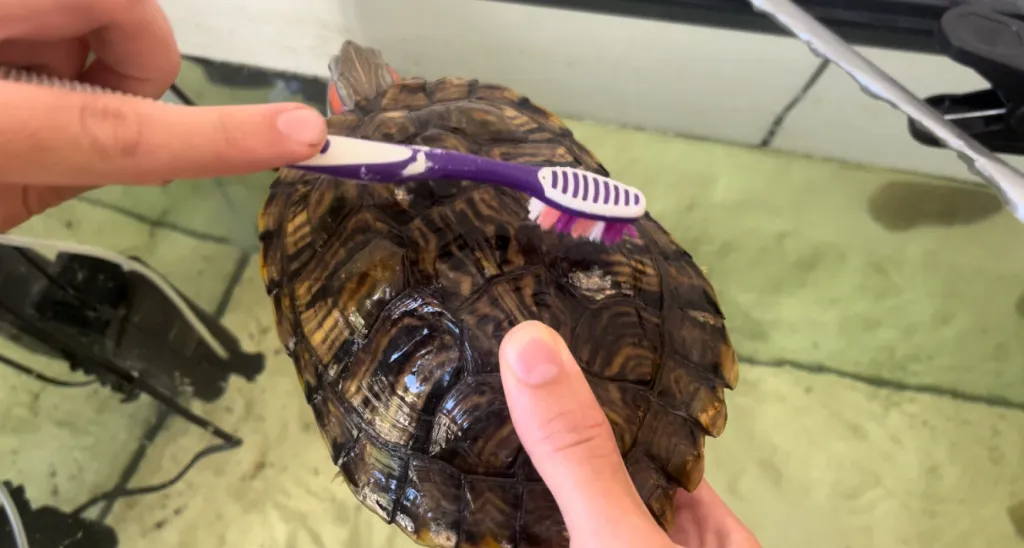 White areas on a turtle shell; appearance alone does not establish the cause
