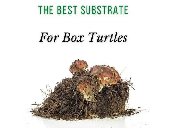 The Best Substrate for Box Turtles Main Picture