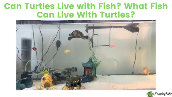 what fish can live with turtles