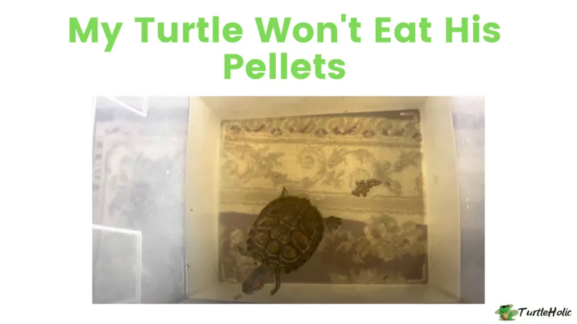 My Turtle Won't Eat His Pellets