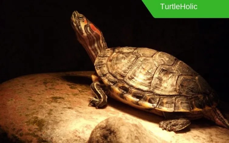 best turtle light basking wattage content