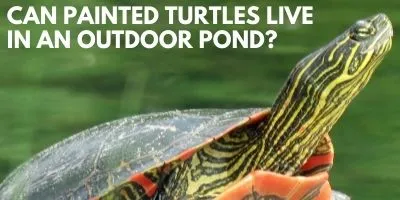 Can Painted Turtles Live Outdoor Pond link picture