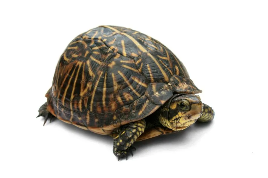 A box turtle