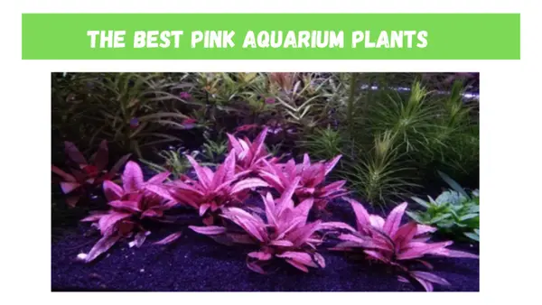 Best Pink Aquarium Plants