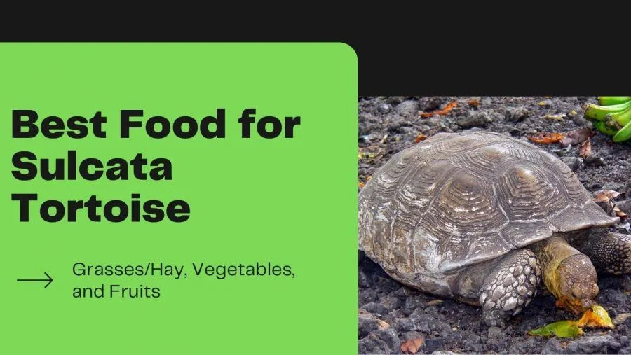 Best Food for Sulcata Tortoise