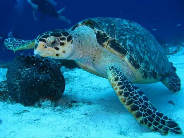 sea turtle info featured