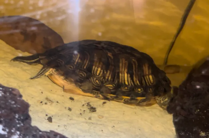 turtles sleep underwater
