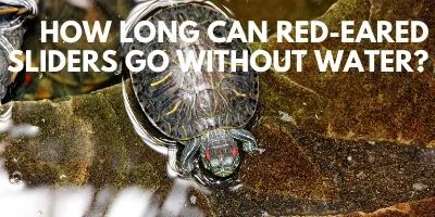 How Long Can Red-Eared Sliders Go Without Water Link picture