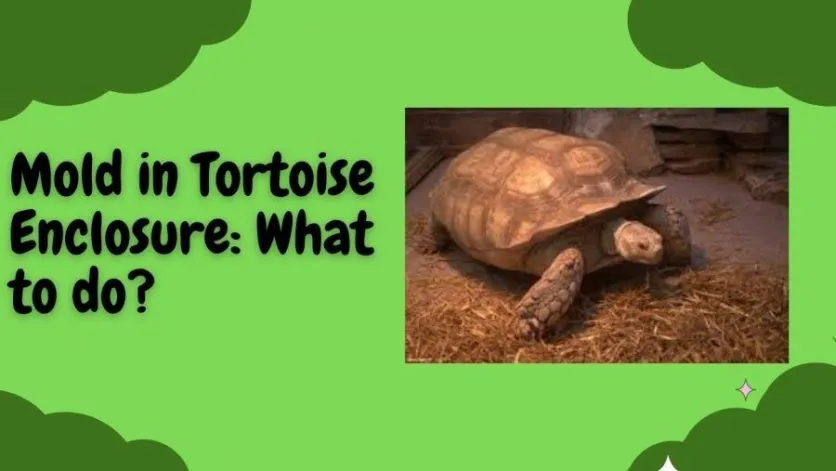 how to remove mold in tortoise enclosure