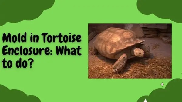 how to remove mold in tortoise enclosure