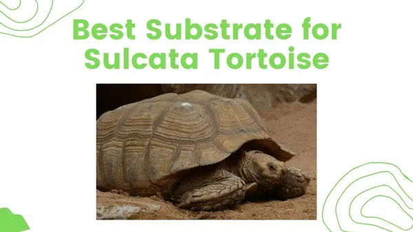 Best Substrate for Sulcata Tortoise