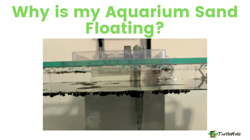 Why is my Aquarium Sand Floating?