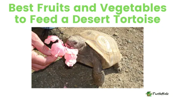 what fruits can vegetables can a desert tortoise eat