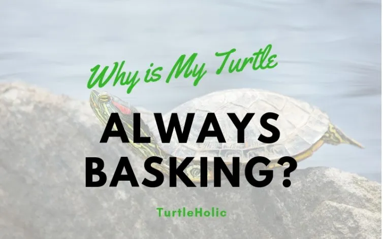 Turtle Always Basking main picture