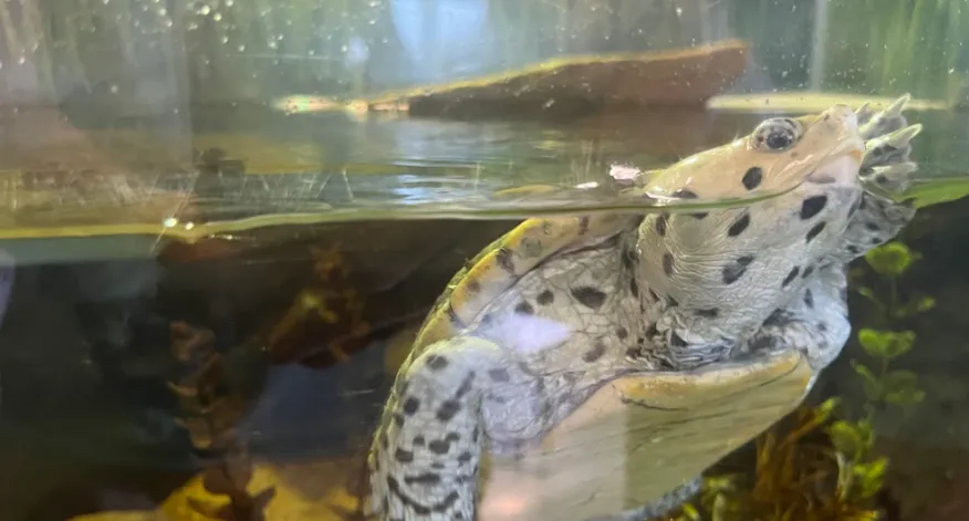 Turtle pictured in the original discussion of familiar people and behavior