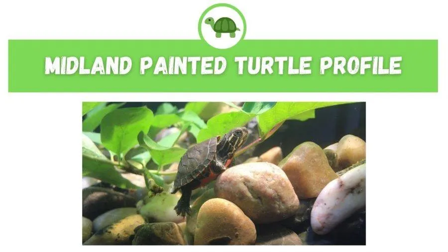 Midland Painted Turtle Profile