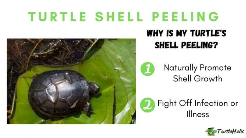 why-is-my-turtles-shell-peeling