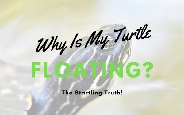 Why Is My Turtle Floating? Signs to Watch and Next Steps