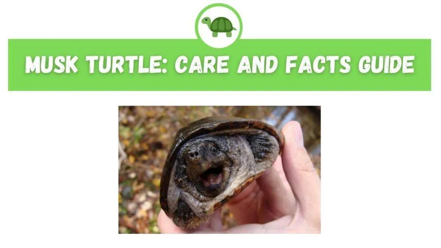 Musk Turtle Care