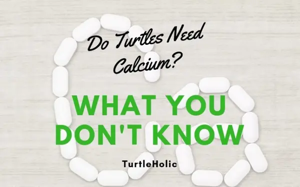 Turtles Need Calcium What Dont Know main