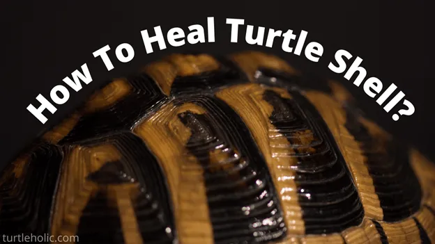 how to heal turtle shell
