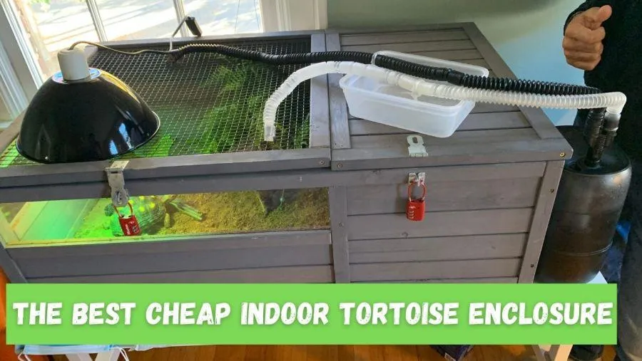 indoor tortoise enclosure