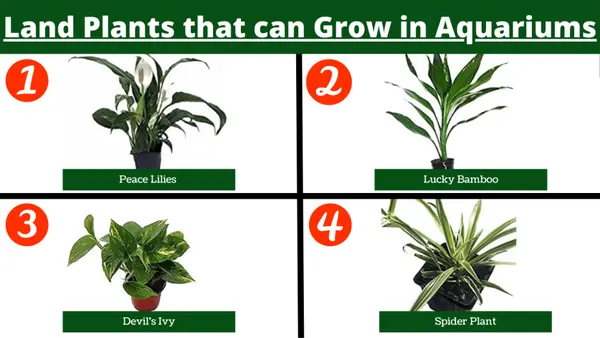 Land Plants that can Grow in Aquariums