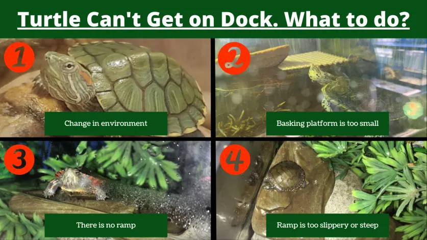 Turtle Can't Get on Dock