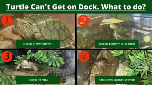 Turtle Can't Get on Dock