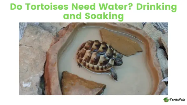 Do Tortoises Need Water