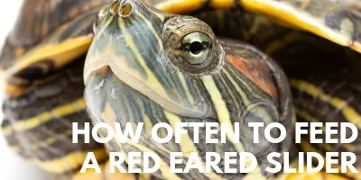 How Often to Feed a Red Eared Slider link picture
