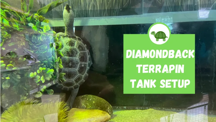 Diamondback Terrapin Tank Setup