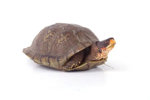 can box turtles swim featured