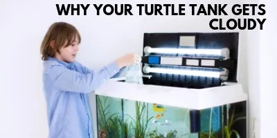 This is the Reason Your Turtle Tank Gets Cloudy link picture