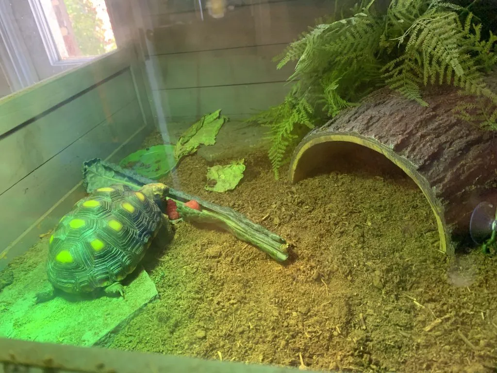 red footed tortoise house