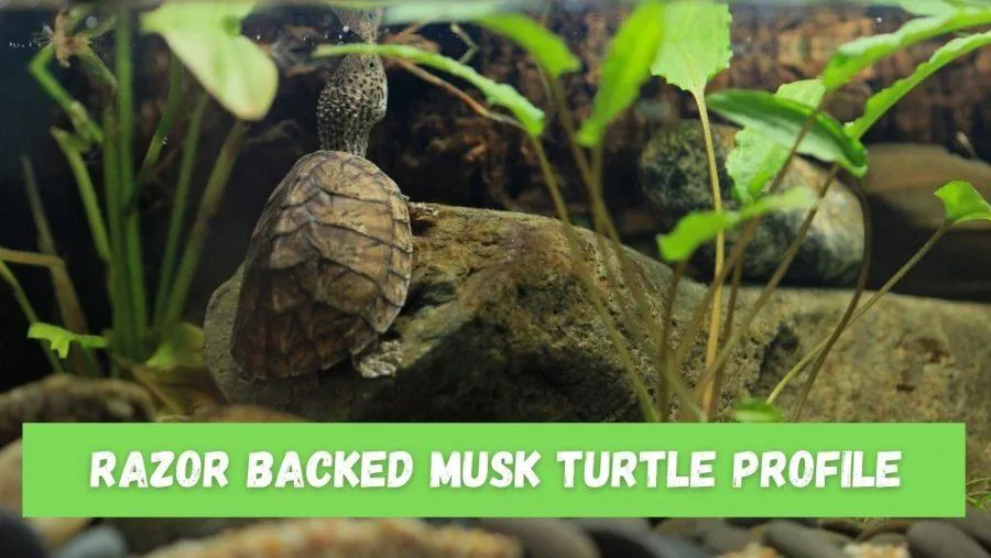 Razor Backed Musk Turtle