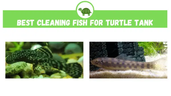 Best Cleaning Fish for Turtle Tank