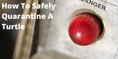 How To Safely Quarantine A Turtle Link