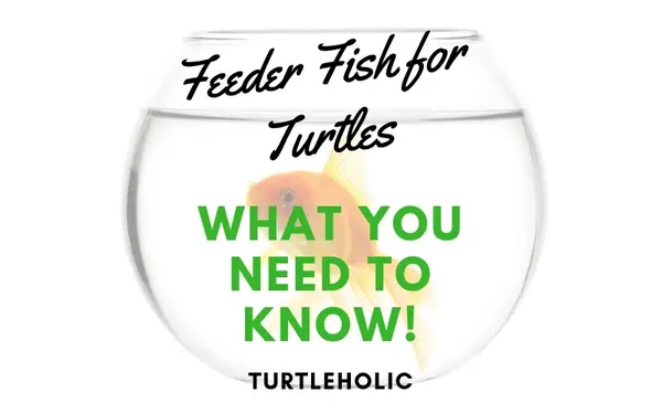 Feeder Fish for Turtles - What You Need to Know!
