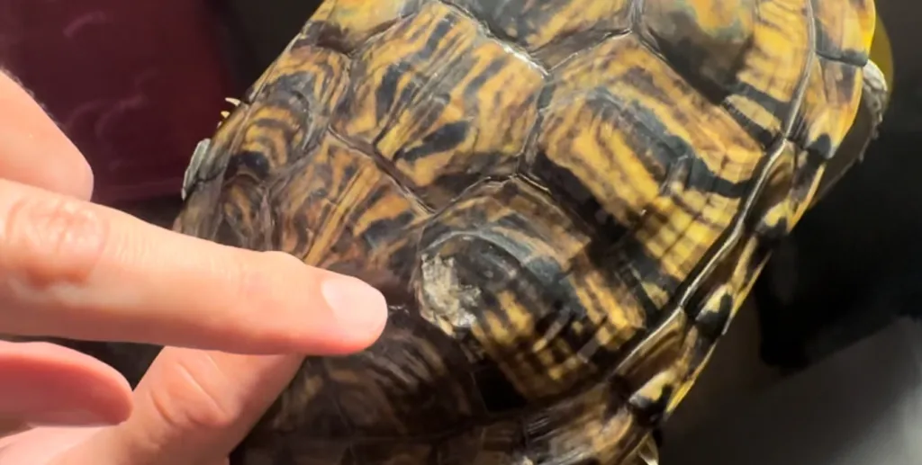white patches on turtle shell