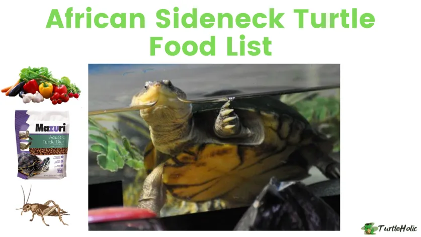 African Sideneck turtle food list