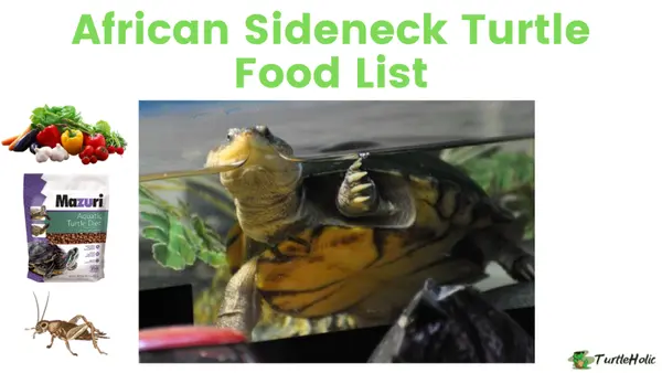 African Sideneck turtle food list