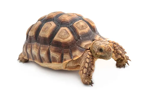 A sulcata tortoise