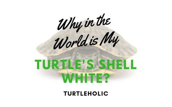 Why Is My Turtle’s Shell White? Residue, Shedding and Care