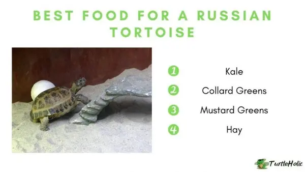 what to feed a russian tortoise