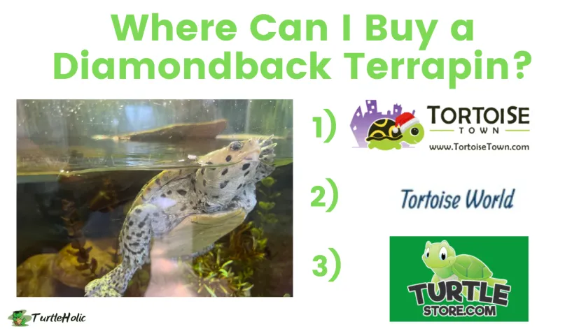 Where Can I Buy a Diamondback Terrapin