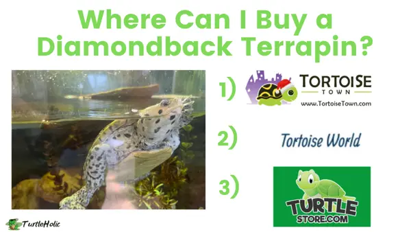 Where Can I Buy a Diamondback Terrapin