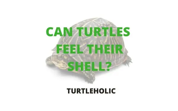 can a turtle feel their shell