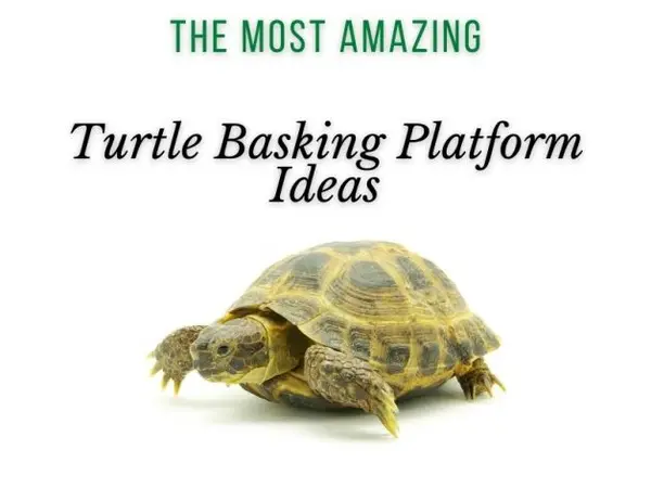 best turtle basking platform ideas